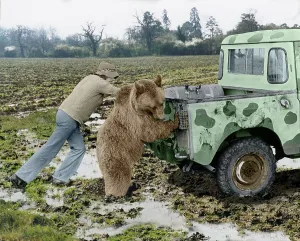 Bear pushes a car with two men