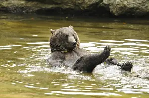 Bear relaxing swimming in the water