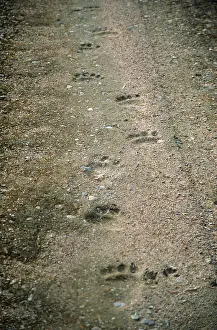 Bear tracks on a dirt road in Hamra
