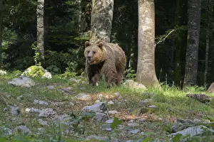 A bear walking amidst trees in a sunlit forest environment