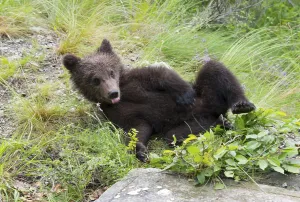 A bear young lying relaxed on its back on grass in a forest scene