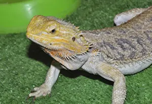 Bearded agama (Latin. Pogona vitticeps)