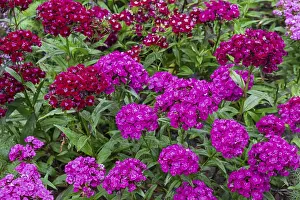 Bearded carnations (Dianthus barbatus)