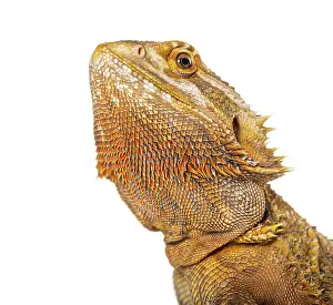 Bearded Dragon, Pogona vitticeps