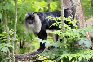 Bearded monkey, Wanderu, (Macaca silenus)