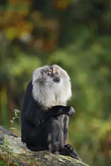 Bearded monkey or Wanderu (Macaca silenus)