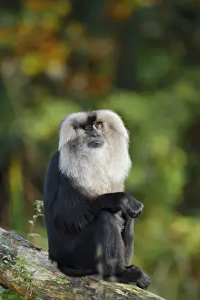 Bearded monkey or Wanderu (Macaca silenus)