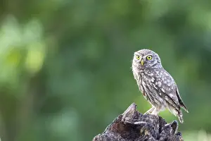 Bearded owl, Little Owl (Athene noctua) Hungary