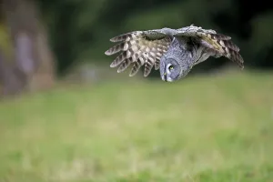 Bearded Owl (Strix nebulosa), adult
