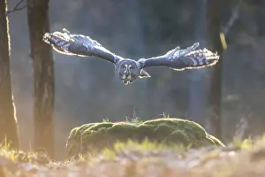 Bearded owl, Strix nebulosa, great grey owl