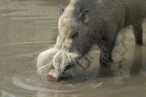 Bearded Pig (Sus barbatus), found in Malaysia