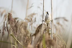 Bearded reedling (Panurus biarmicus)