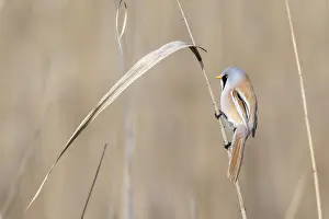 Bearded reedling (Panurus biarmicus)