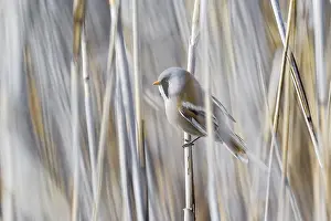 Bearded reedling (Panurus biarmicus)