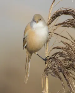 Bearded Reedling (Panurus biarmicus) female perched on a reed stalk