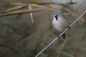 Bearded Reedling (Panurus biarmicus) male