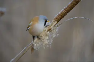 Bearded Reedling (Panurus biarmicus) male feeding on cattail seed