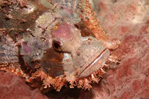 Bearded scorpionfish (Scorpaenopsis barbata) in perfect camouflage on sponge