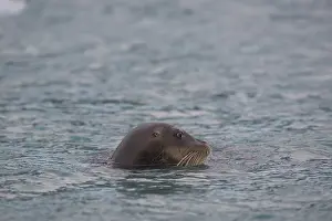 Bearded seal (Erignathus barbatus)