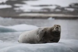 Bearded seal (erignathus barbatus)