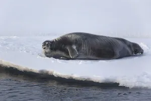 Bearded Seal (Erignathus barbatus) adult