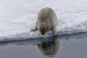 Category Scandinavia Prints: Bearded Seal (Erignathus barbatus) entering the water