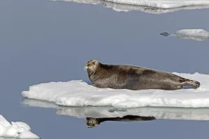 Bearded seal (Erignathus barbatus) on an ice floe
