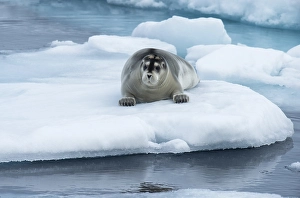 Category Scandinavia Prints: Bearded Seal (Erignathus barbatus) laying on pack ice
