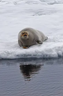 Bearded Seal (Erignathus barbatus) laying on pack ice
