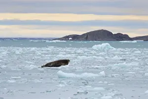 Bearded seal (Erignathus barbatus) on pack ice