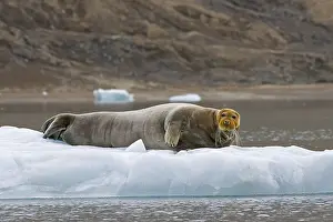 Bearded seal (Erignathus barbatus) resting on ice floe along the coast of Svalbard