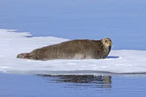 Bearded seal (Erignathus barbatus) resting on ice floe along the coast of Svalbard