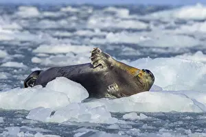 Bearded seal (Erignathus barbatus) resting on ice floe along the coast of Svalbard