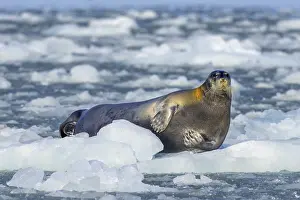 Bearded seal (Erignathus barbatus) resting on ice floe along the coast of Svalbard