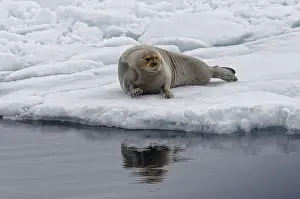 Bearded Seal (Erignathus barbatus) stretching on pack ice