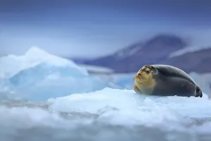 Bearded seal, lying sea animal on ice in Arctic Svalbard