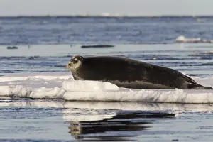 Bearded seal, square flipper seal (Erignathus barbatus) resting on ice floe