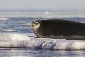 Bearded seal, square flipper seal (Erignathus barbatus) resting on ice floe
