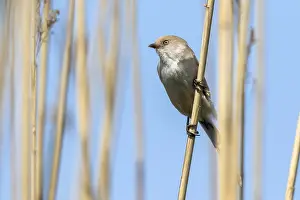 Bearded Tit - female in old reeds (Panurus biarmicus)