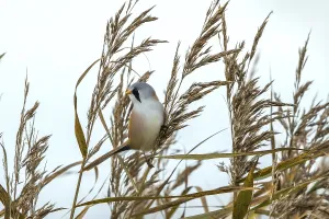 Bearded Tit - Male in the reeds (Panurus biarmicus)