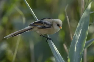 Category Historic EN Prints: Bearded Tit (Panurus biarmicus)