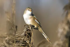 Bearded tit (Panurus biarmicus)