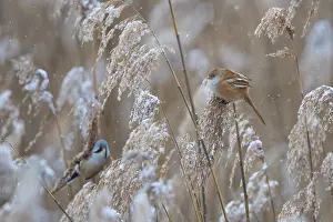 Bearded Tit (Panurus biarmicus) breeding pair with male and female foraging in snow-covered reeds during snowfall