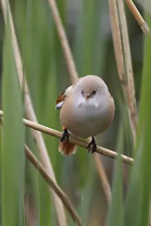 Bearded Tit (Panurus biarmicus) close up in the wild