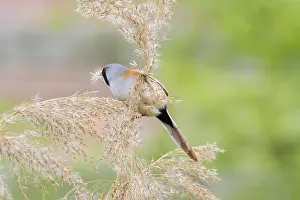 Bearded Tit (Panurus biarmicus) close up in the wild