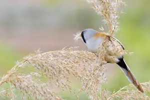 Bearded Tit (Panurus biarmicus) close up in the wild