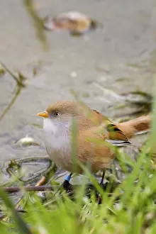 Bearded Tit (Panurus biarmicus) close up in the wild