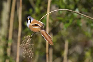 Bearded Tit (Panurus biarmicus) close up in the wild