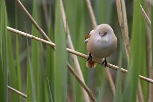 Bearded Tit (Panurus biarmicus) close up in the wild