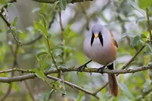 Bearded Tit (Panurus biarmicus) close up in the wild